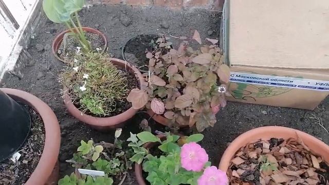 Готовлю лилии к зимовки, ремонт. убираю оставшиеся цветы в саду.