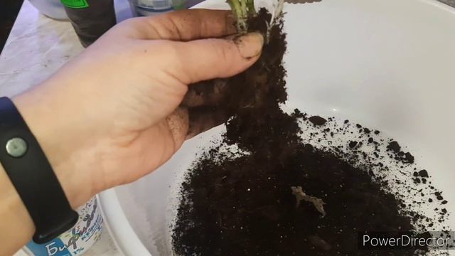 Глоксинии.Как отделить детку от листа. смотреть онлайн