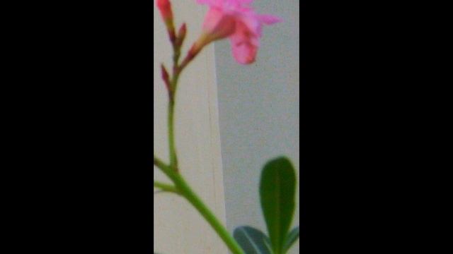 Heidenroslein смотреть онлайн