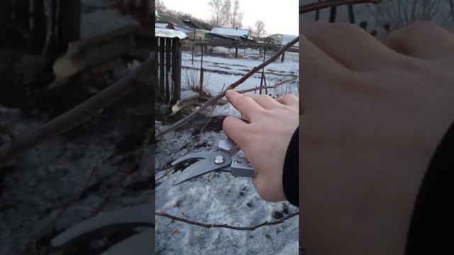 обрезка молодых яблонь смотреть онлайн