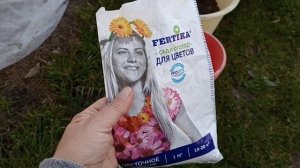 Клематисы весной . Делим  кусты , обрабатываем , ухаживает . Clematis .