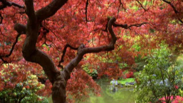 Tom Cat Белая Береза смотреть онлайн