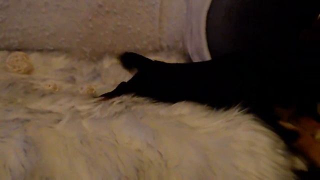 Девочка чихуахуа 2,5мес. смотреть онлайн