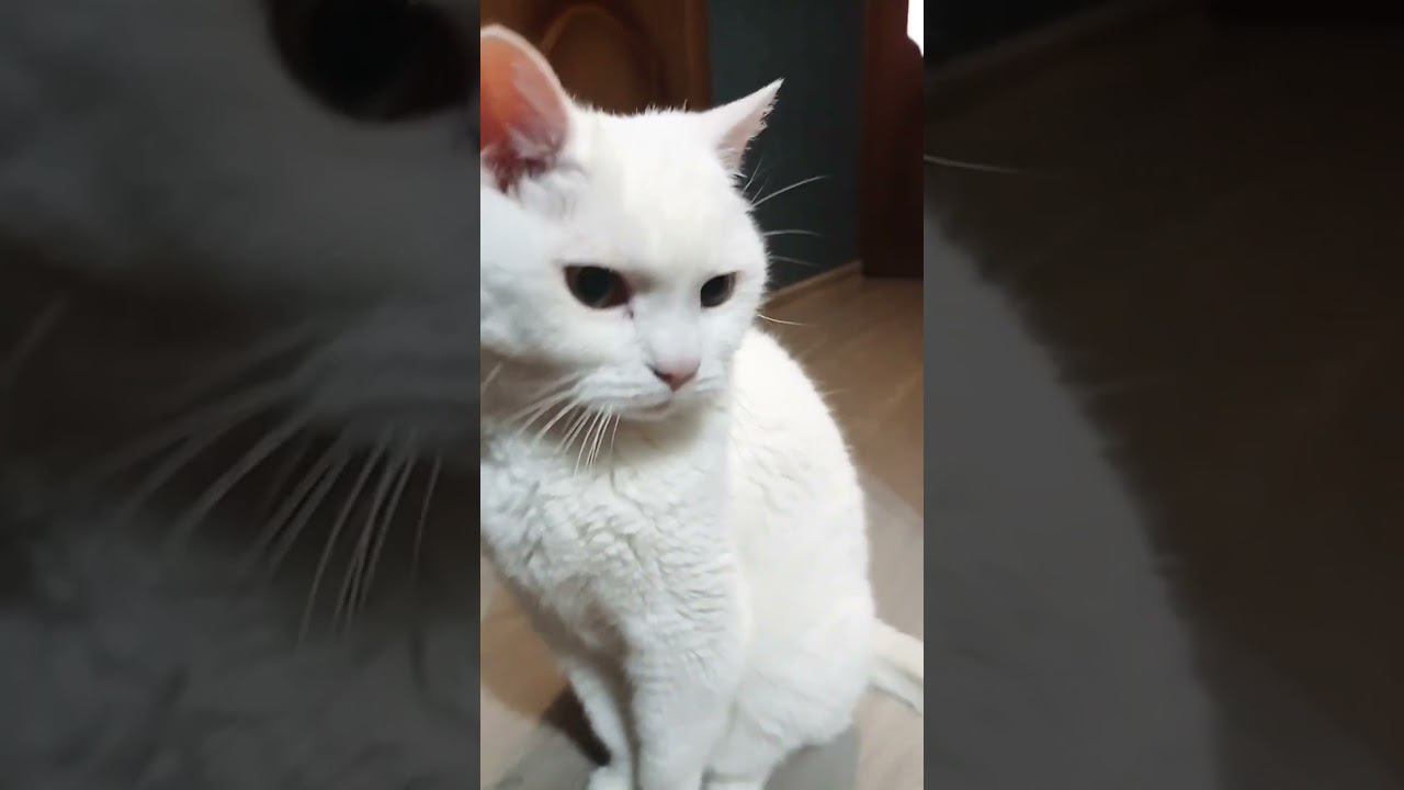Милый котик #Shorts смотреть онлайн