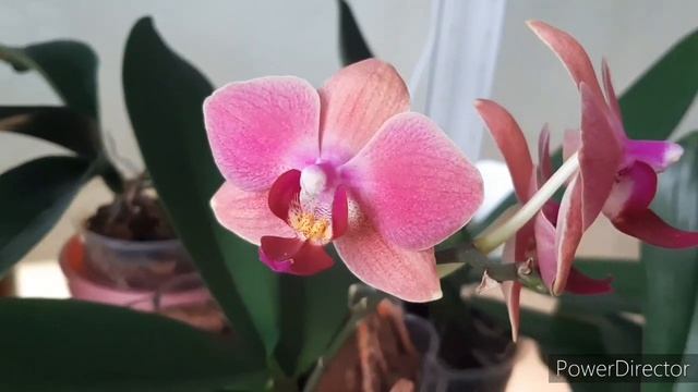 ОРХИДЕИ. Домашнее Цветение /Обзор Орхидей Красно-розовых оттенков / 05.02.2021. смотреть онлайн