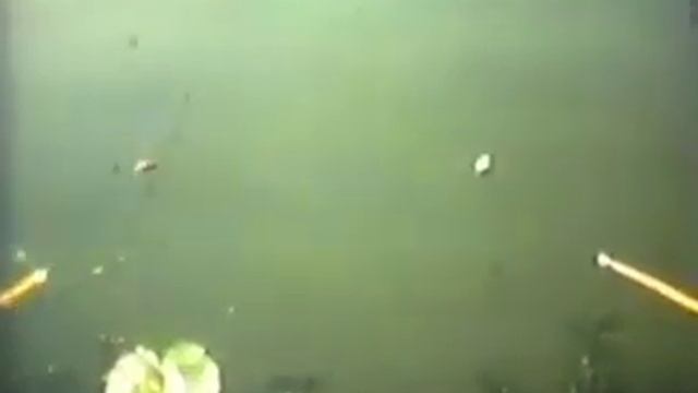 Клёв на мелкую рыбу смотреть онлайн