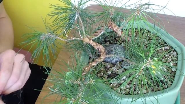 Формирование бонсай из сосны | Как работать с проволокой для бонсай? смотреть онлайн