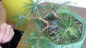 Формирование бонсай из сосны | Как работать с проволокой для бонсай?