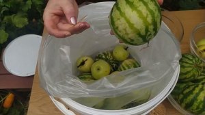 Квашеный арбуз целый на зиму, квасим в ведре вместе с яблоками