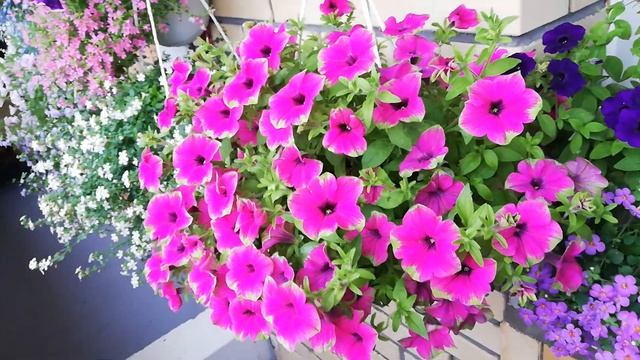 Петуния Каскадиас Питайя.#петуния смотреть онлайн