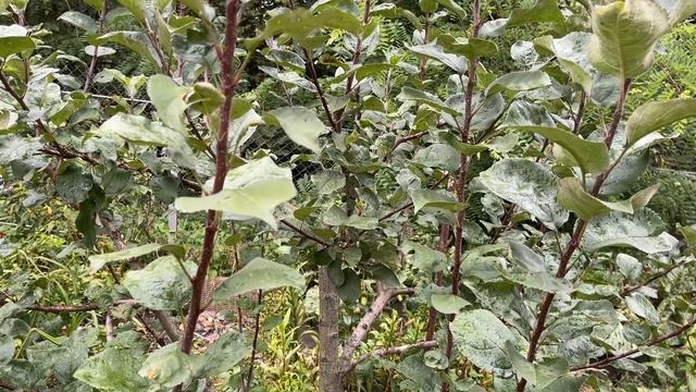 ОБРЕЗКА В СЕНТЯБРЕ (САД И ЦВЕТНИК) смотреть онлайн