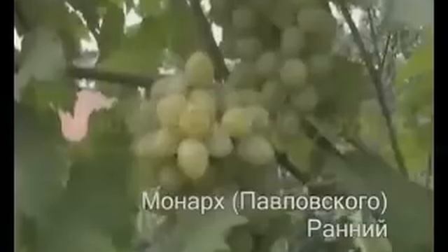 Лучшие сорта винограда смотреть онлайн