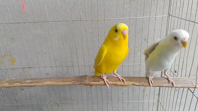 বাজরিগার পাখির বয়স চেনার উপায় | বাজরিগার পাখির বয়স কিভাবে নির্ধারণ করা যায় | Grow Life