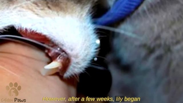 The Child Was Getting Scratches, the Mother Installed a Camera The Camera Recorded Everything! смотреть онлайн