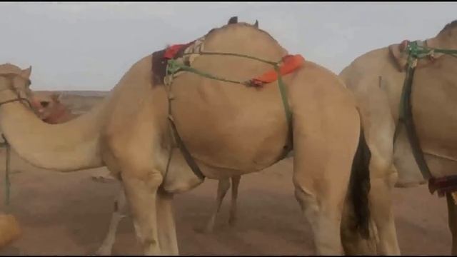 Race Camel # Desert # Shenana # KSA смотреть онлайн