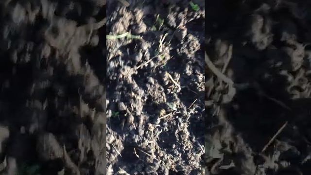 Выращивание редиса в теплице зимой. Часть 3 смотреть онлайн