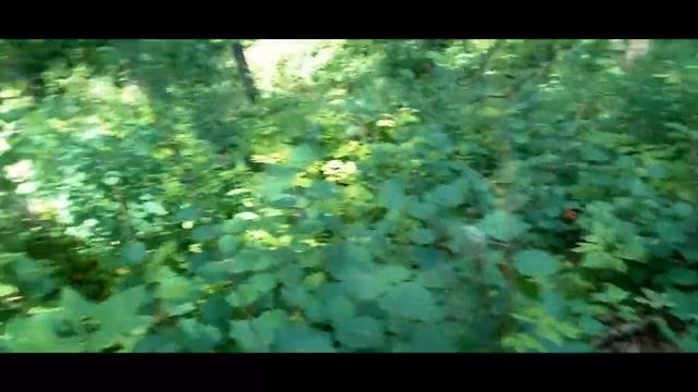 Женьшень . смотреть онлайн