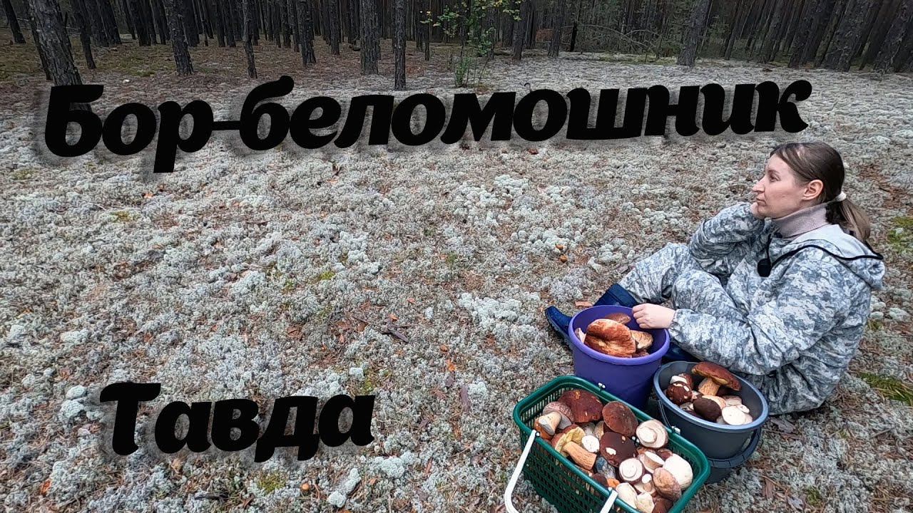 Бор-беломошник с потрясающими боровиками. Мечта грибника. Это лучший поход за грибами Боровики везде смотреть онлайн