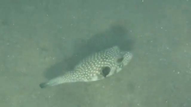 Рыбы красного моря, Аротрон колючий, Arothron hispidus , fish in red sea Egypt смотреть онлайн