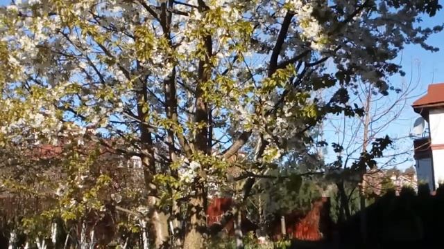 Утренний сад с севера #мускари #кандык #магнолия #рододендроны #тюльпаны #цвететчерешня #3мая2021 смотреть онлайн