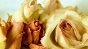 Гость. Анна Ахматова (слушать стихи о любви)