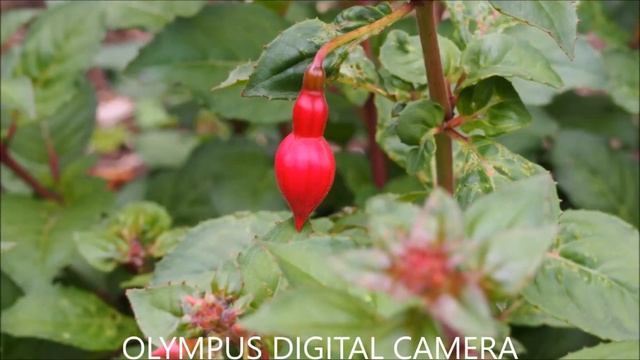 Digital camera Olympus pen E-PL6 photos, pictures смотреть онлайн