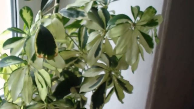 Хобби. Уход за шефлерой.(часть 1)