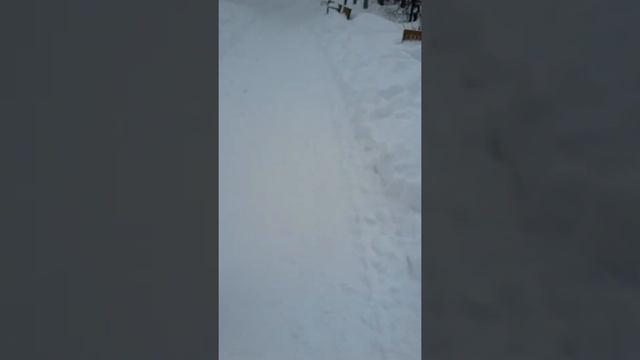 Пушистый снег. Купаемся в снегу, стоим на задних лапах / 14.02.21