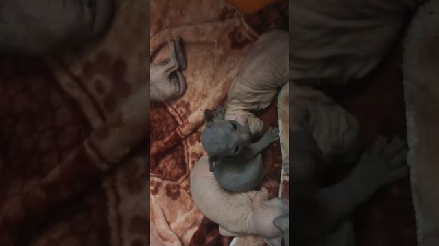 Сон котенка смотреть онлайн