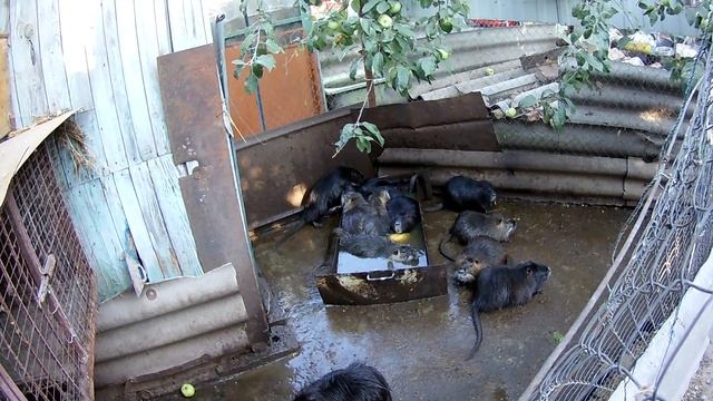 Когда подсадить самца нутрии к молодым самкам, проблемы . смотреть онлайн