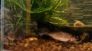 Самодельный аквариум с речной рыбой.Окунь,Карась,Ротан,Плотва. Год спустя.