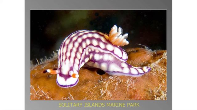 Marine Science Speaker, Associate Professor Stephen Smith. NPA Marine Conservation Forum