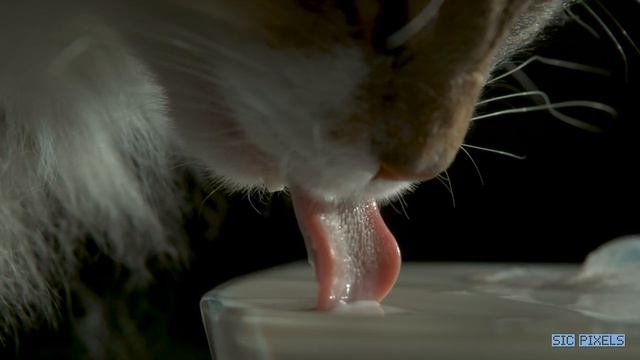 How a Cat Drinks - Amazing Super Slow Motion 2000FPS смотреть онлайн