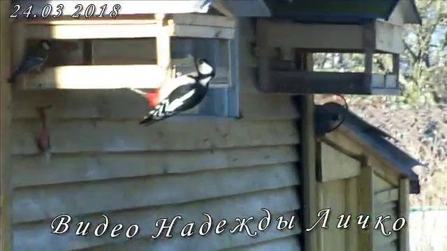 Дятел на кормушке смотреть онлайн
