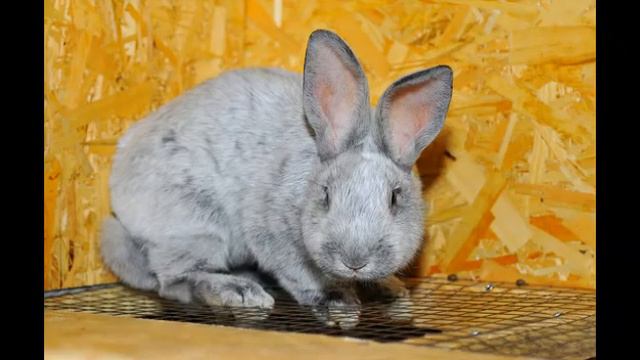 Кролики. Племенное поголовье 10.07.2018г. смотреть онлайн