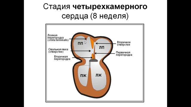 Развитие и строение сердца смотреть онлайн
