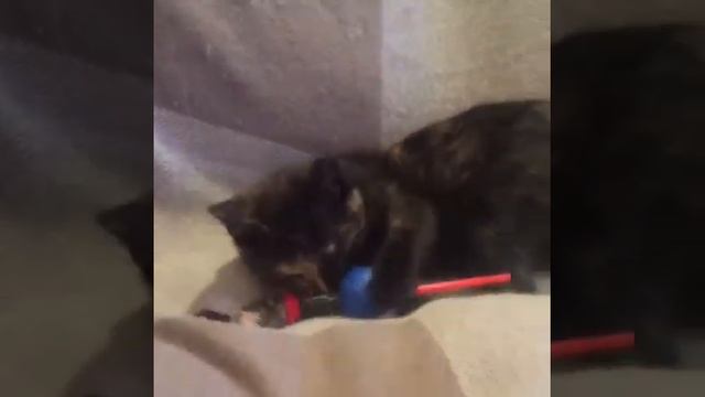 Котёнок породы Рагамаффин играет с мячиком смотреть онлайн