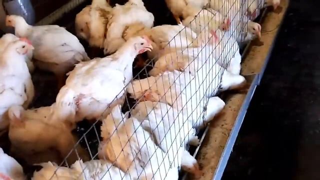 Когда начинать убой бройлеров, сколько они съедят корма за жизнь смотреть онлайн