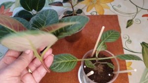 Глоксиния вытягивается и не цветет.