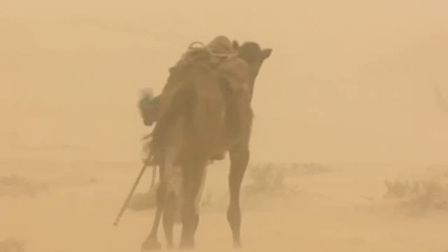 El Camellero del Desierto con 250 Camellos - Señores de los Animales смотреть онлайн