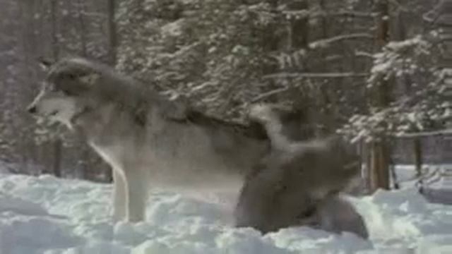 Учитесь жить достойно у волков смотреть онлайн