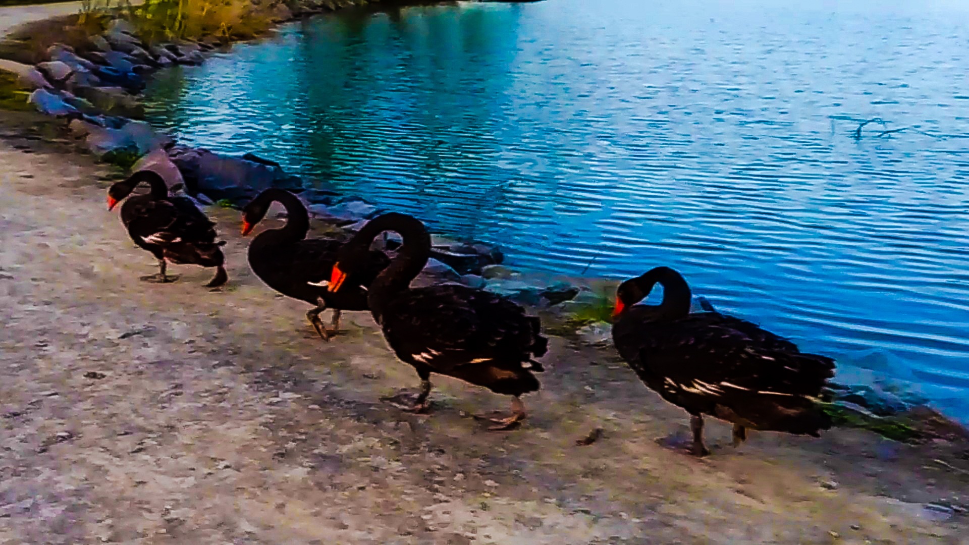 ЧЁРНЫЕ ЛЕБЕДИ смотреть онлайн