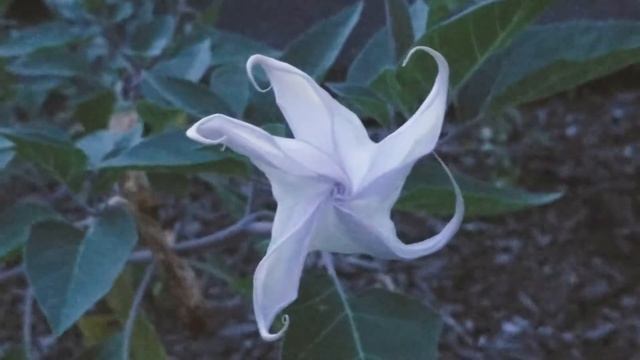 СМОТРИТЕ, НЕ МОРГАЯ?ПРИРОДА БЕЗ ПРИКРАС☆ЛУННЫЙ ЦВЕТОК? MOON FLOWER?РАСКРЫТИЕ БУТОНА ? смотреть онлайн