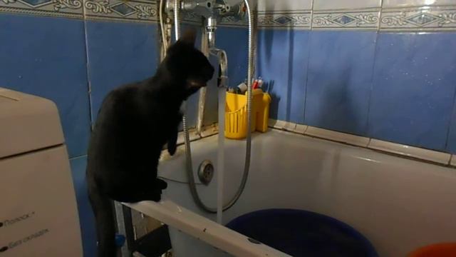 Котёнок пьет как человек смотреть онлайн