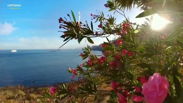 Capturing Relaxation With Dolphins • Relaxing Dolphin Music, Dolphin Singing, Deep Sleep Music.