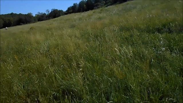 прогулка за щавелем