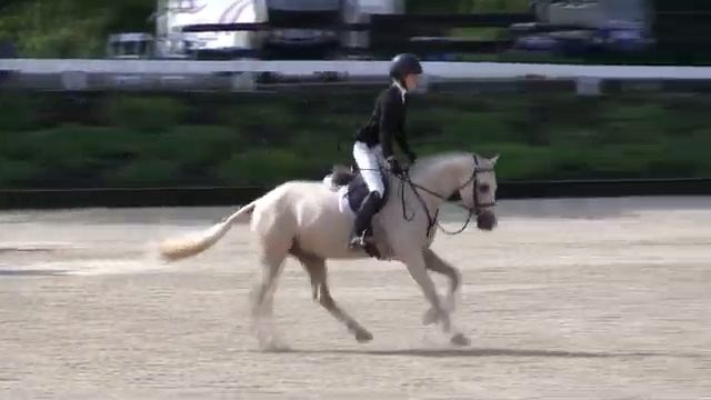 Video of CASINO DE LUXE ridden by CAROLINE NADALIN from ShowNet! смотреть онлайн