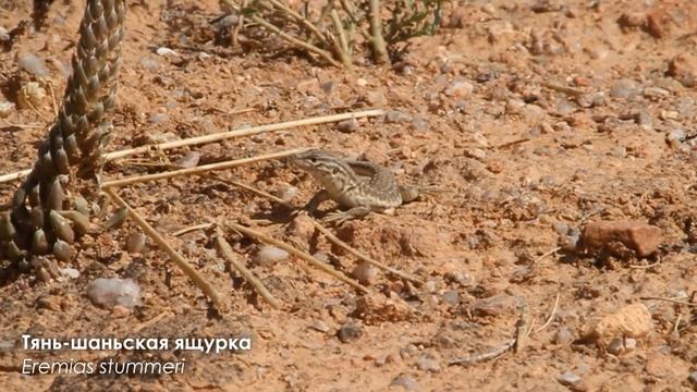 Животные Средней Азии / Animals of Central Asia смотреть онлайн