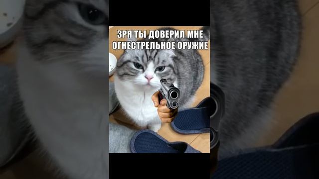 Заходи в описание или комментарии!!!#komaru#кошки#соль