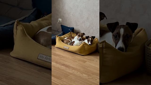 Наше утро - мы проснулись! #собаки #джекрасселтерьер